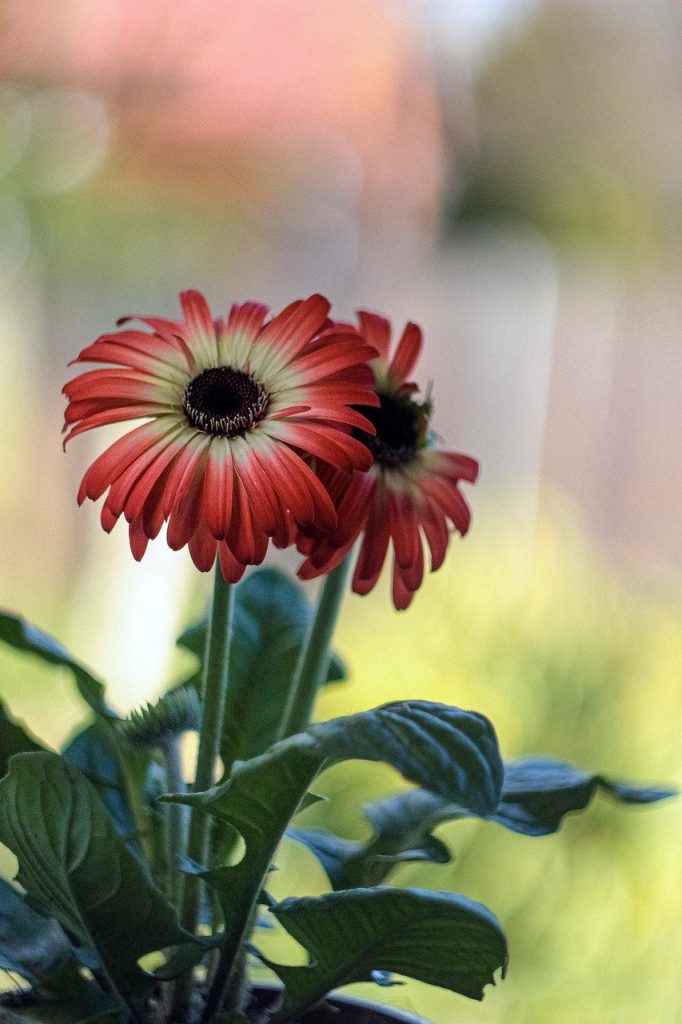 gerbera, transvaal daisies, flowers-7841951.jpg