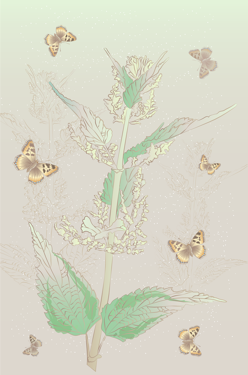 nettle, plant, butterflies-7847307.jpg